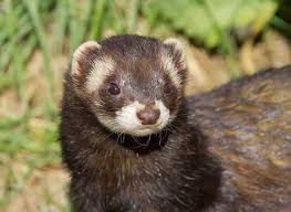 Résultats de recherche d'images pour « photo de putoi »