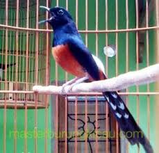 Hasil gambar untuk murai batu