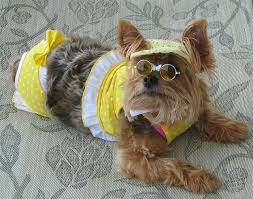 Image result for cats wearing bathing suits