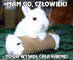 Znalezione obrazy dla zapytania śmieszne króliki