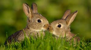 Image result for RABBIT