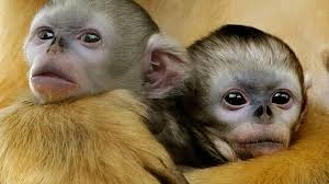 Image result for MONKEYS