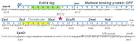 Addgene: Genetic Code, Codon Table, and Epitope Tags