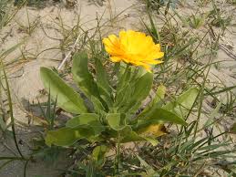 Image result for calendula