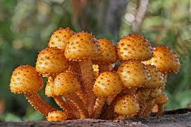 Image result for poisonous mushrooms