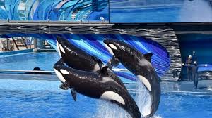 Jessica Radcliffe orca attack video was fake; but these cases aren't. Times when orcas killed trainers - Hindustan Times