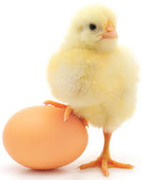 Image result for egg