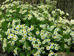 Image result for feverfew