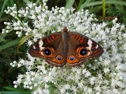 Résultat de recherche d'images pour "les belles natures dans le monde"