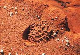 The Tracks that Are Left Behind Footprints on Crime Scenes