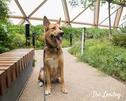 dog and owner at a rooftop gardenの画像