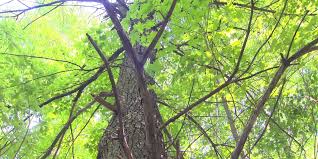 Michigan Tree Planting Grant & AI Data Center Power Demand