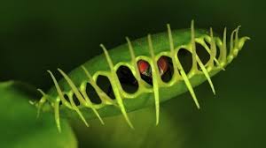 Resultado de imagem para plantas carnivoras