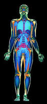 Resultado de imagen para cuerpo humano