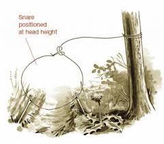 Image result for snare