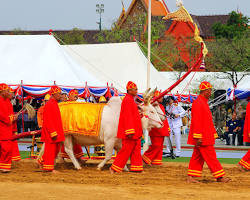 Image of Rice Harvest Festival celebration in Cambodia