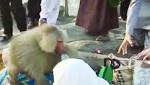 شاهد.. قرد يهاجم زائرة لجبل