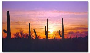 Image result for saguaro cactus