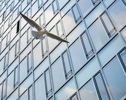 Image of birds flying into a glass building