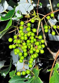 Image result for sagwan image green tree image