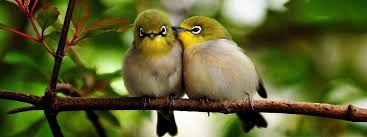 Resultado de imagen de P&Aacute;JAROS