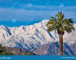 Image of palm trees with snowcapped mountains in the background