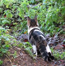 Image result for longwood gardens cats