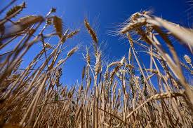 Trend Google: azienda agricola
