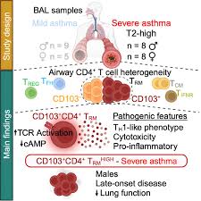 T cells Asthma Attacks in Older Men: Potential Link to Specialized T Cell Army