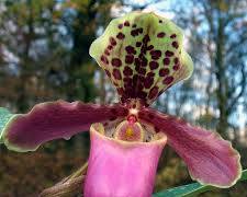 Gambar Paphiopedilum orchid