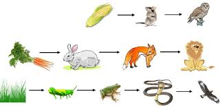 Image result for examples of FOOD CHAIN