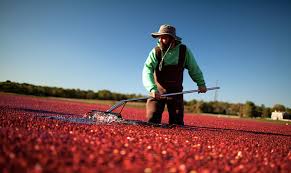 Image result for cranberry bog