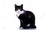 Images correspondant photos chat noir et blanc
