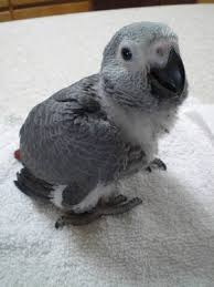 Image result for african grey parrot for sale