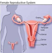 Image result for how to insert male organ into female organ