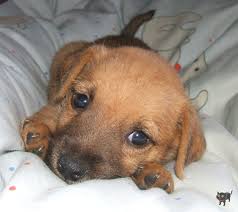 images?q=tbn:ANd9GcR4DnW4HQT4gAnfI31evQkaxFV0ZScUJY2JxpOpvOVHbwY1nYQO