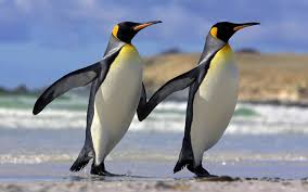 Image result for PENGUIN