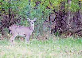 Morning Roundup: Pa. hunting license sales to open next week; 1 injured in Homewood South shooting
