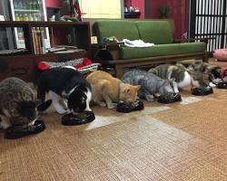 譲渡型保護猫カフェ 廣島ねこ奉行の画像