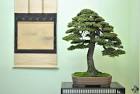 Spruce bonsai