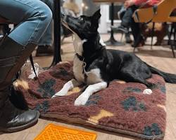 dog and owner at a dog cafeの画像