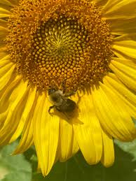 The Essential Plants for Bees' Healthy Diet - 1