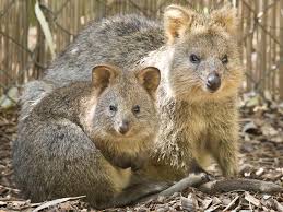 Image result for Quokka
