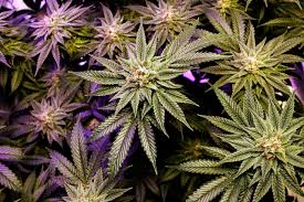 Scromiting: The Alarming Cannabis-Related Illness