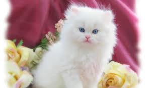 Image result for cute cat images hd