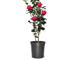 Camellia japonica April Kiss photo plain white background 1500x1500, AI generated