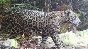 El primer ‘jaguar de las nubes’ manido en 10 abriles genera esperanza en Honduras
