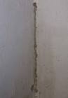 Termites in wall