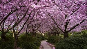 Image result for spring wallpaper free