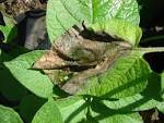 Potato and tomato blightRHS Gardening - Royal Horticultural Society